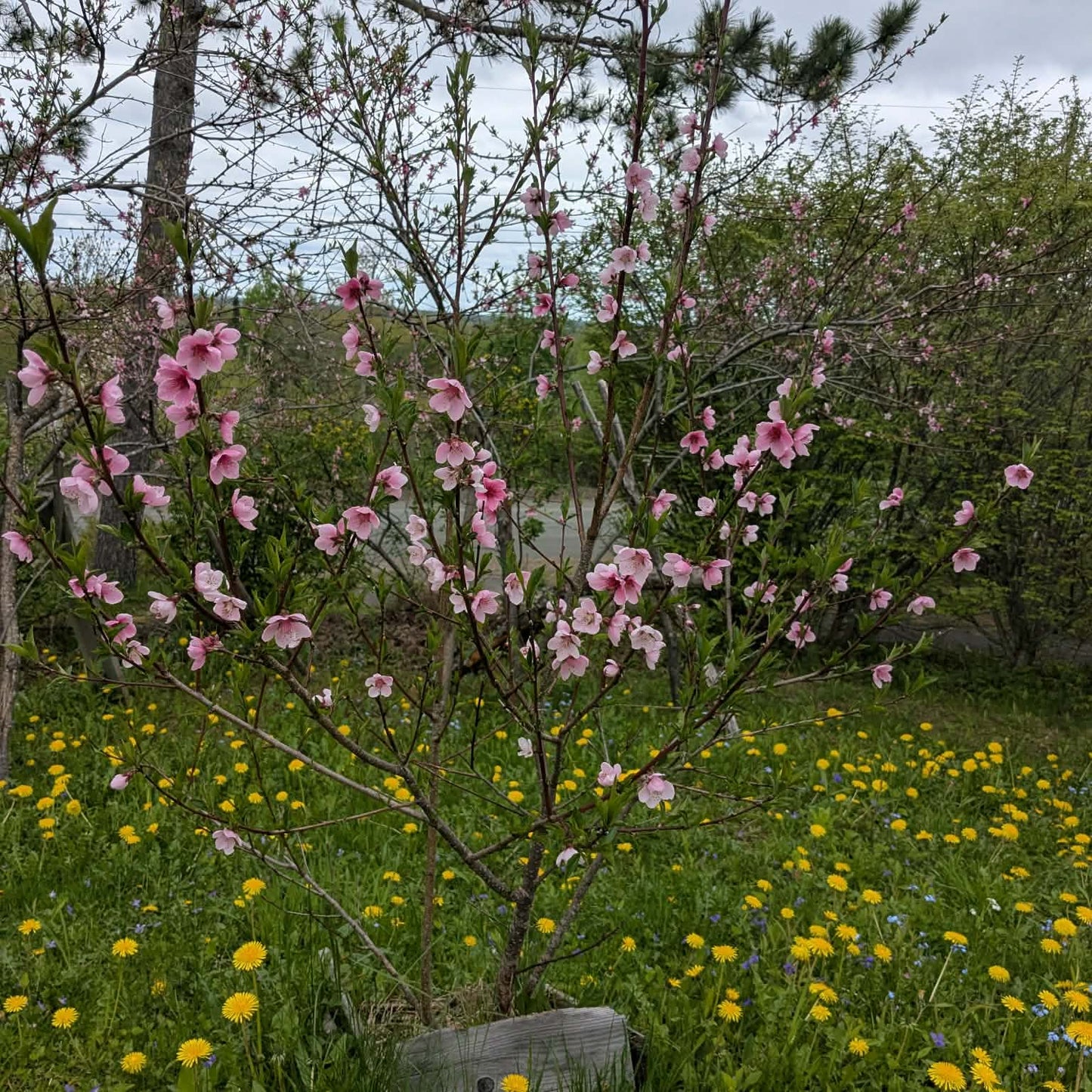 Chinese peach tree