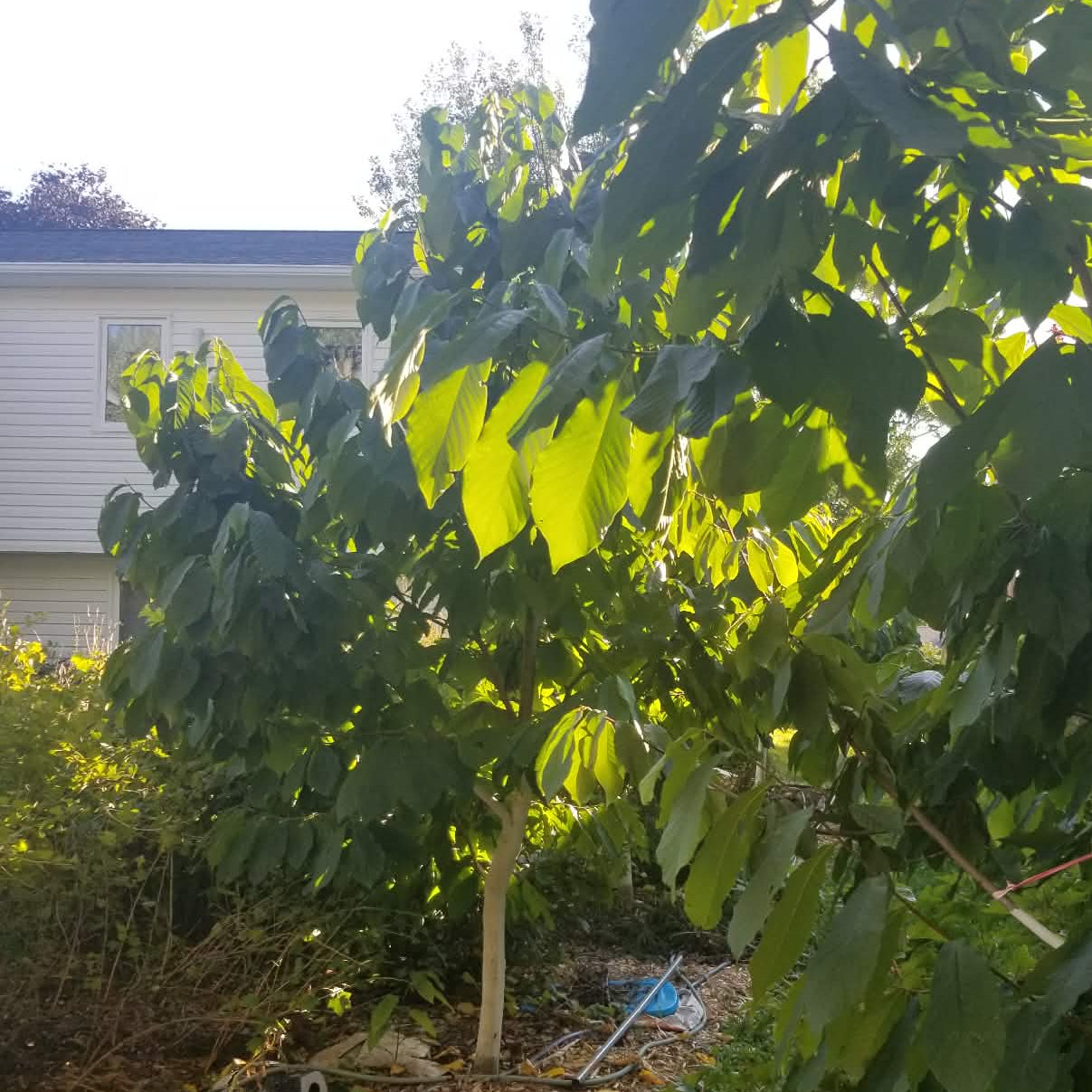 Pawpaw