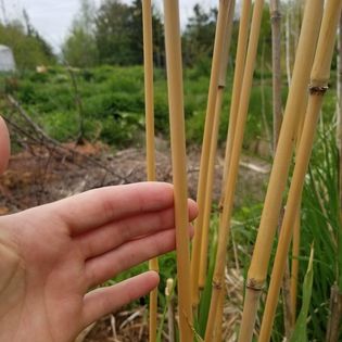 “Bamboo” (giant miscanthus)