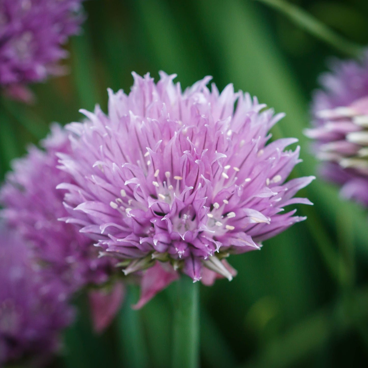Chives
