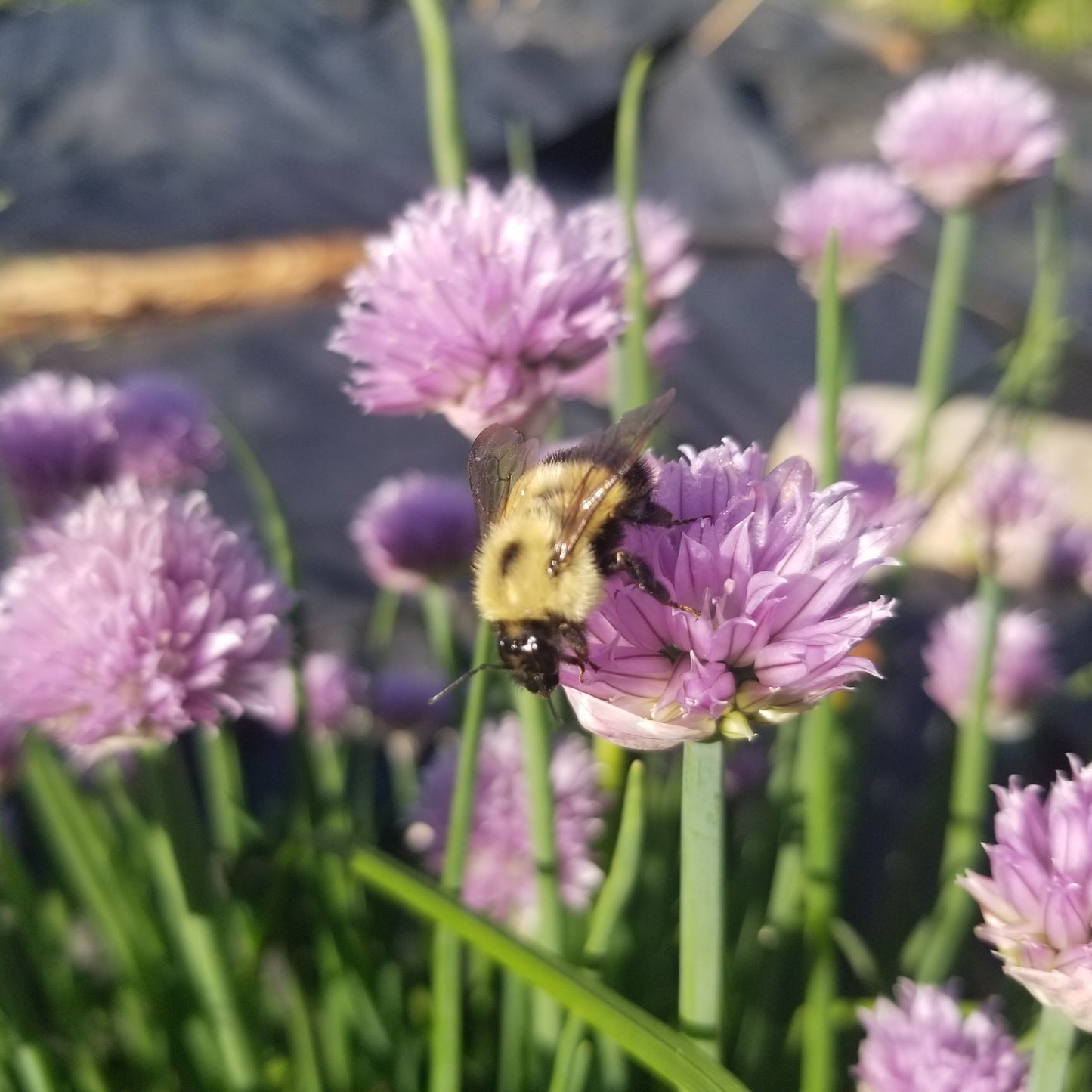 Chives