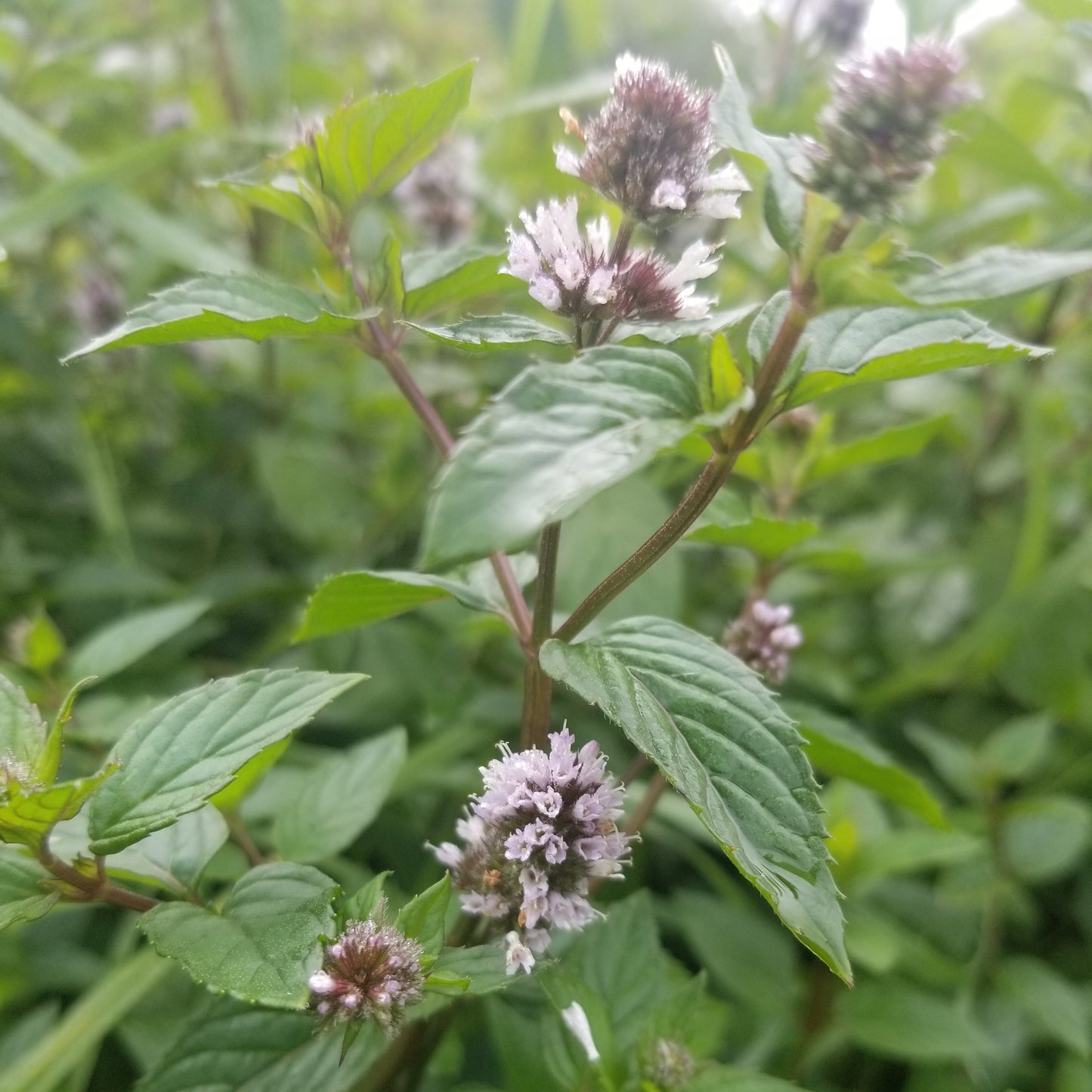 Chocolate mint