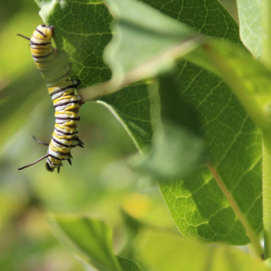 Common milkweed