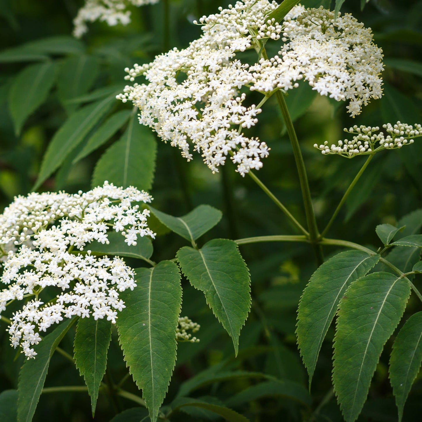 Elderberry (Marge)