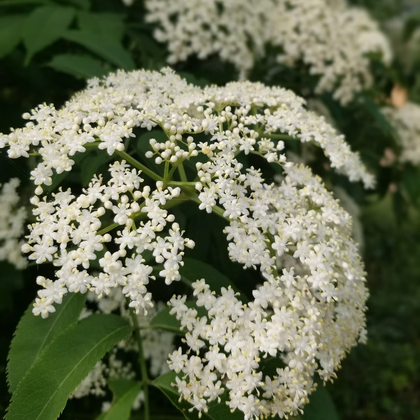 Elderberry (Marge)