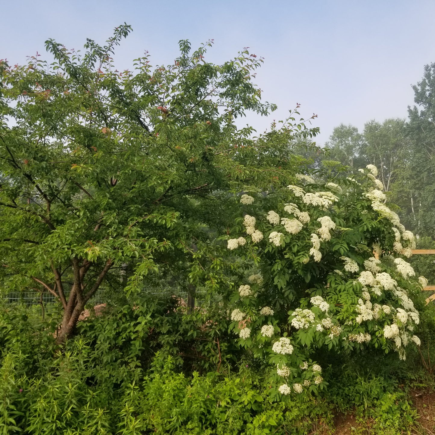 Elderberry (Marge)