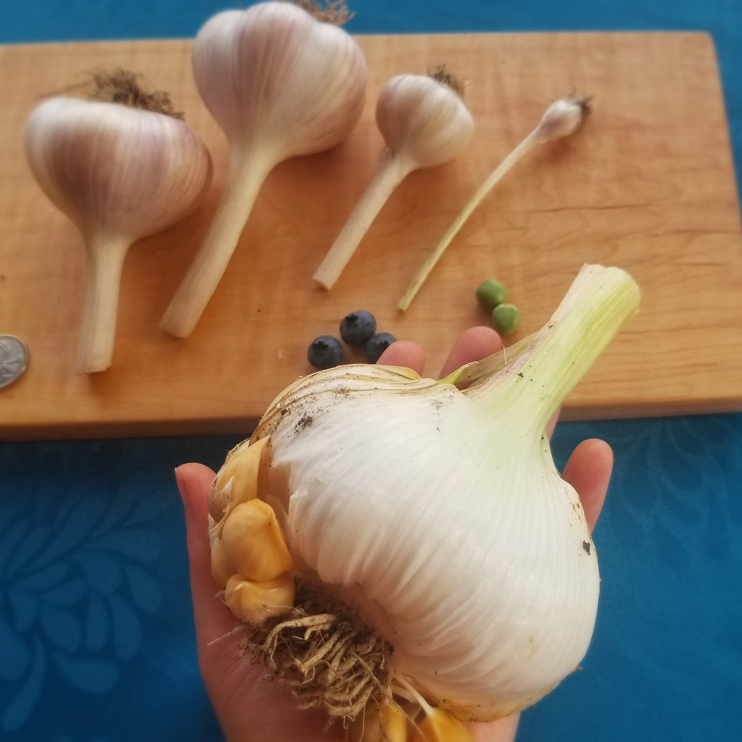 Elephant garlic
