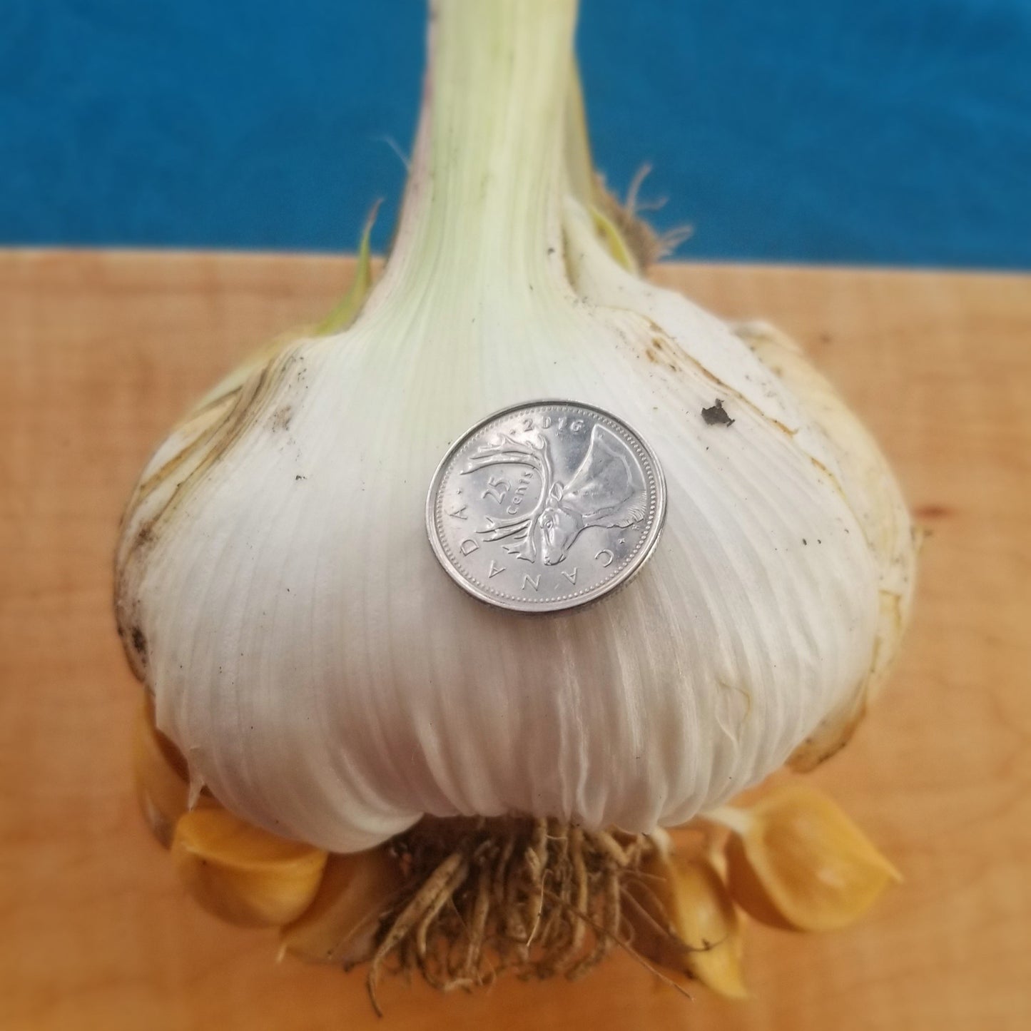 Elephant garlic