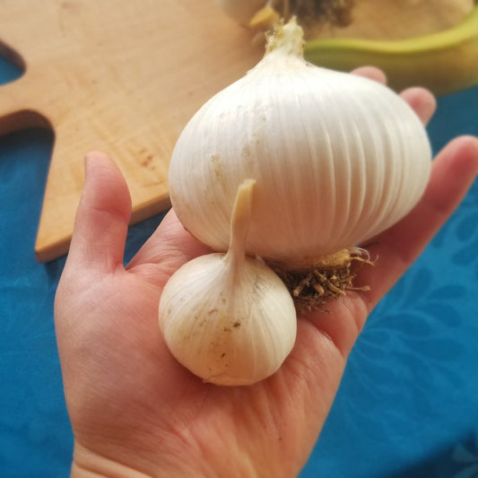 Elephant garlic