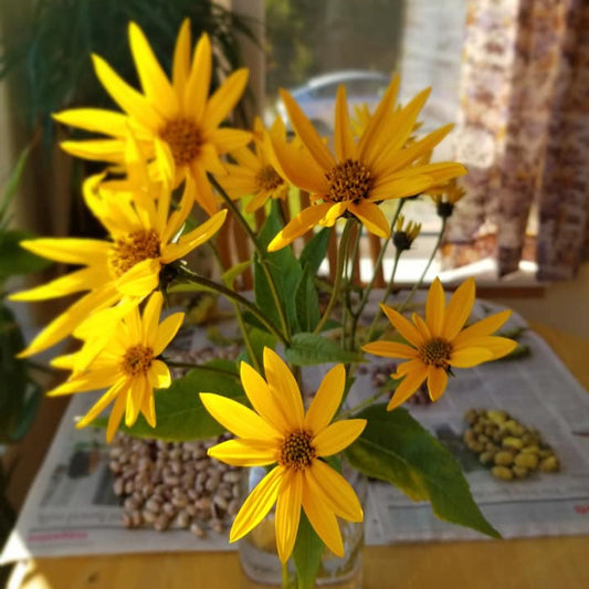 Jerusalem artichoke