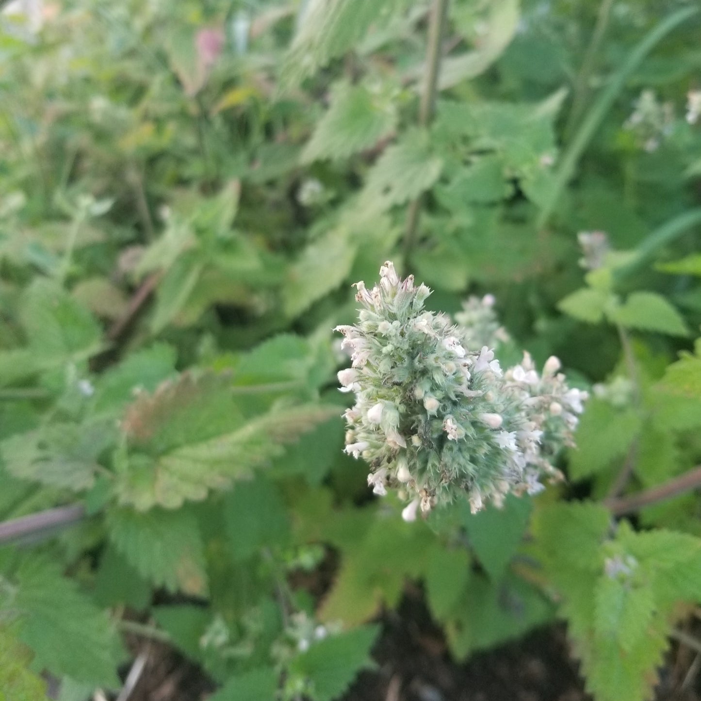 Lemony catmint
