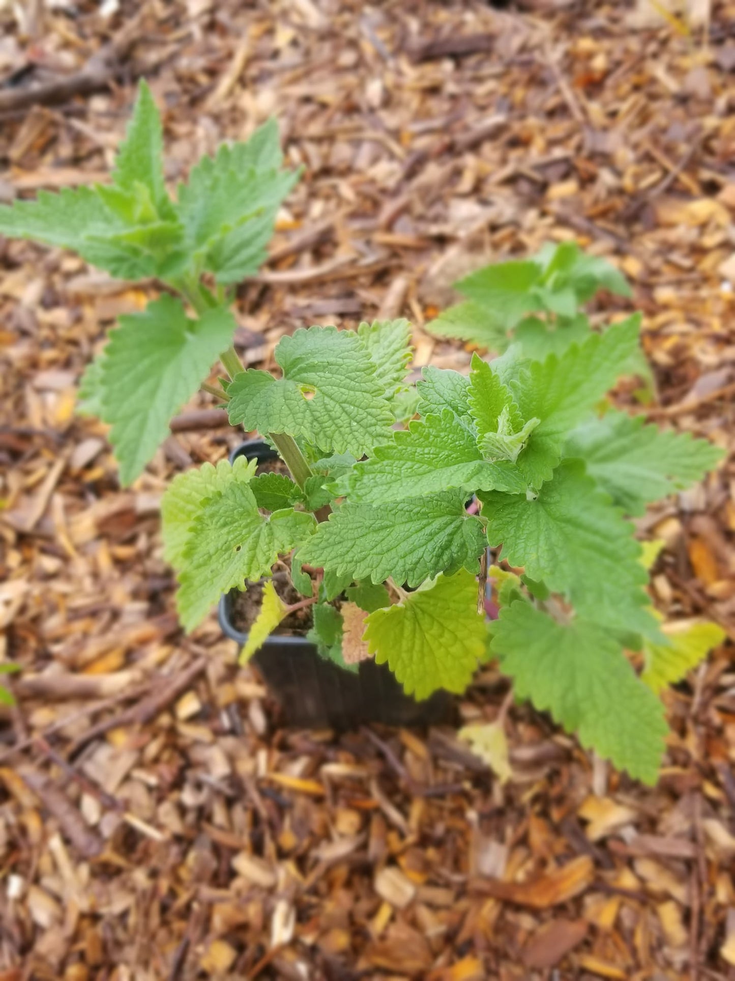 Lemony catmint