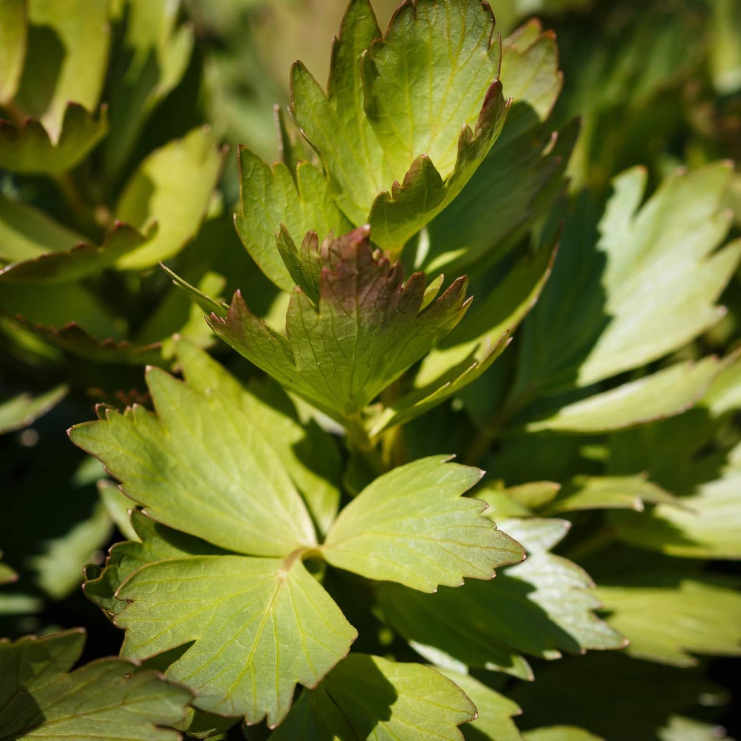 Lovage