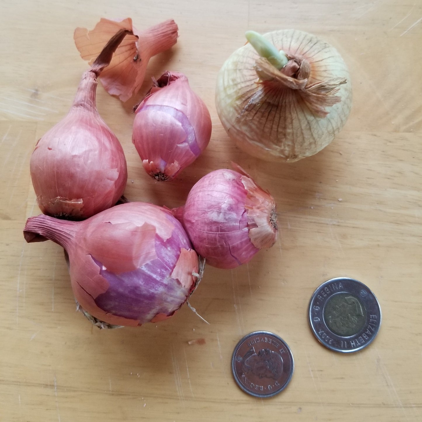 Multiplier onions