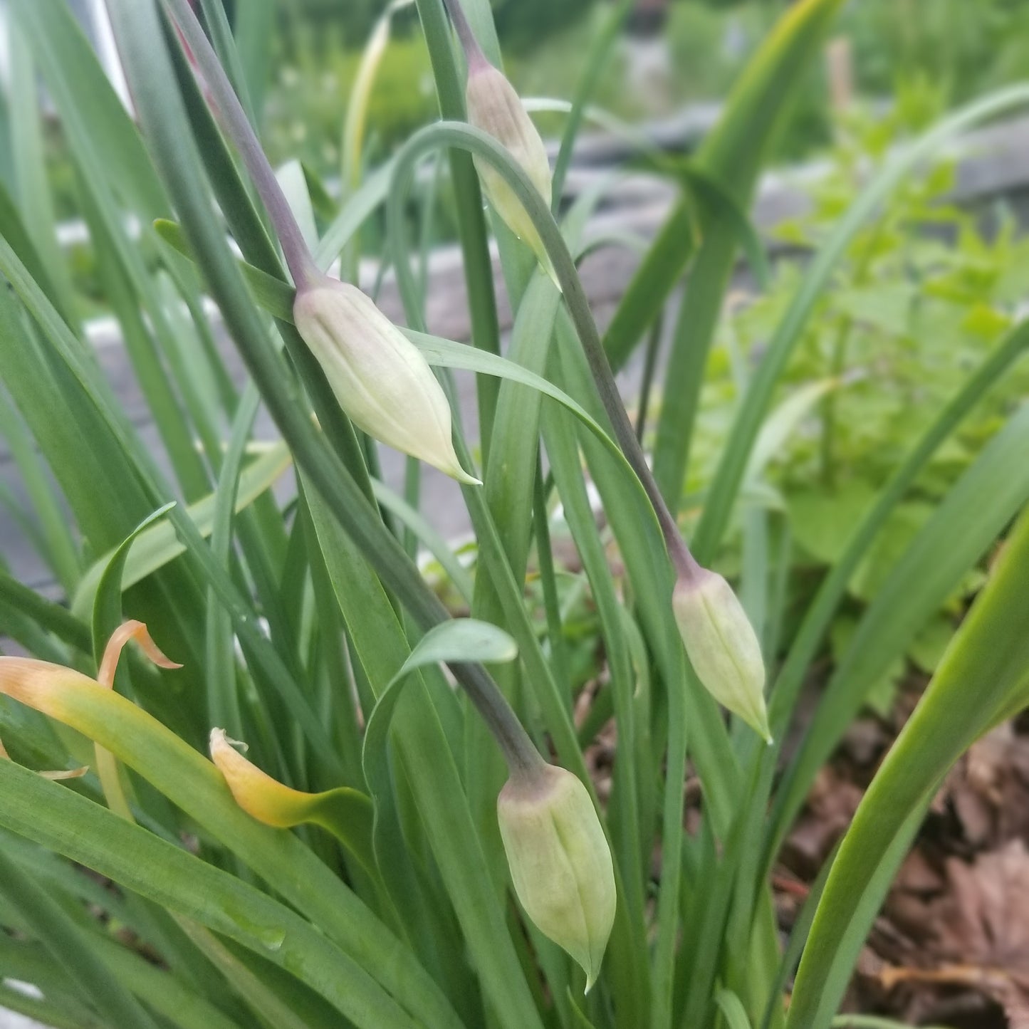 Nodding onions