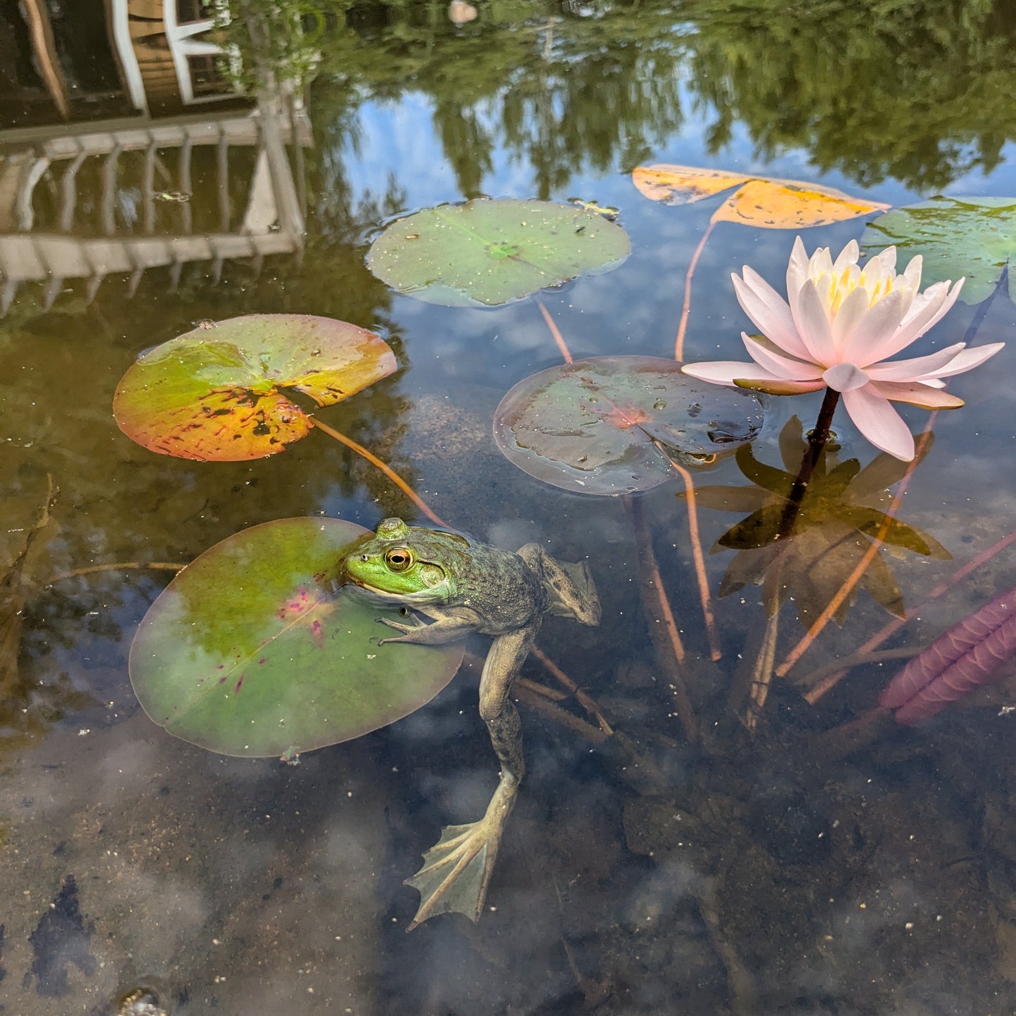 Designing a Natural Pond