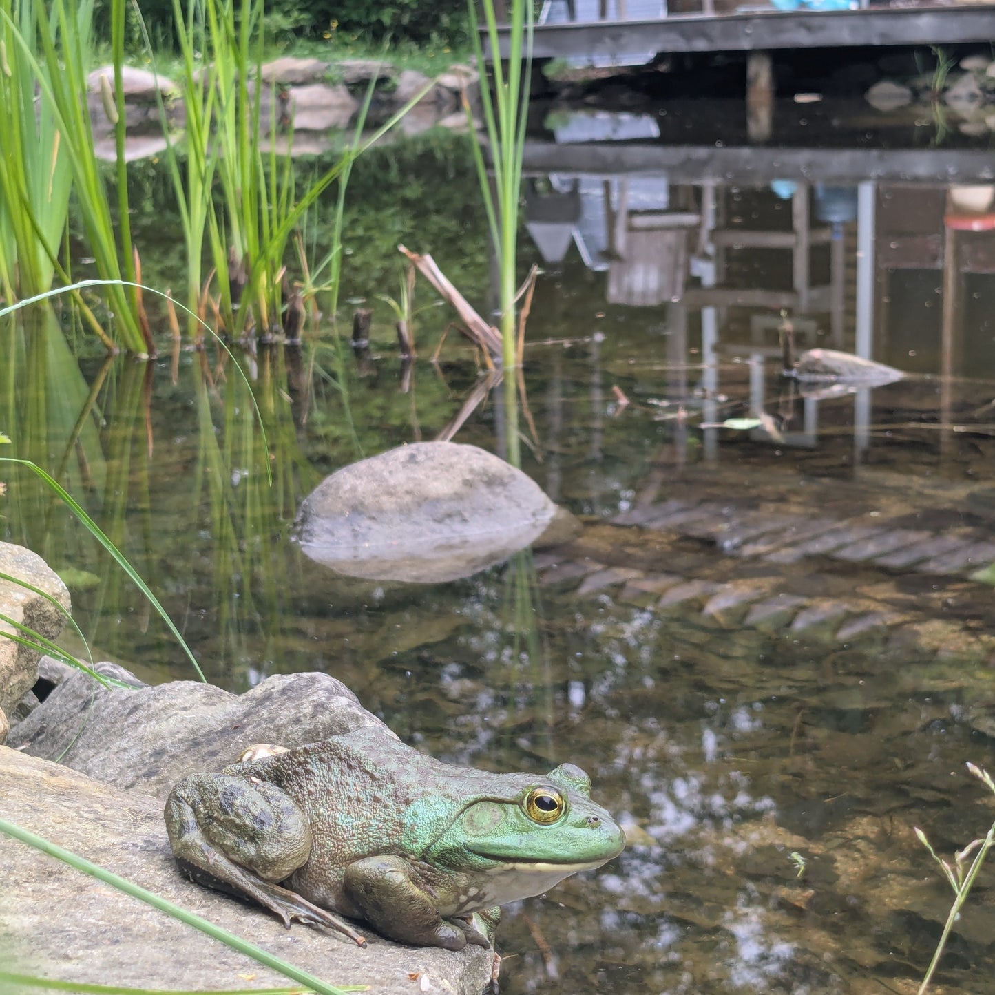 Designing a Natural Pond
