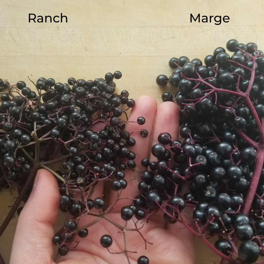 Elderberry (Marge)