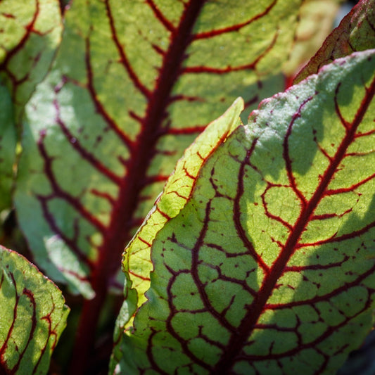 Red-veined sorrel