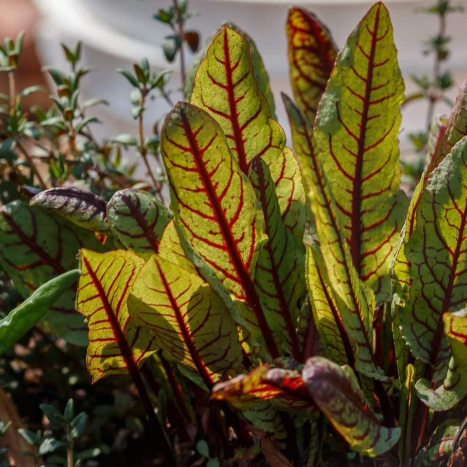 Red-veined sorrel