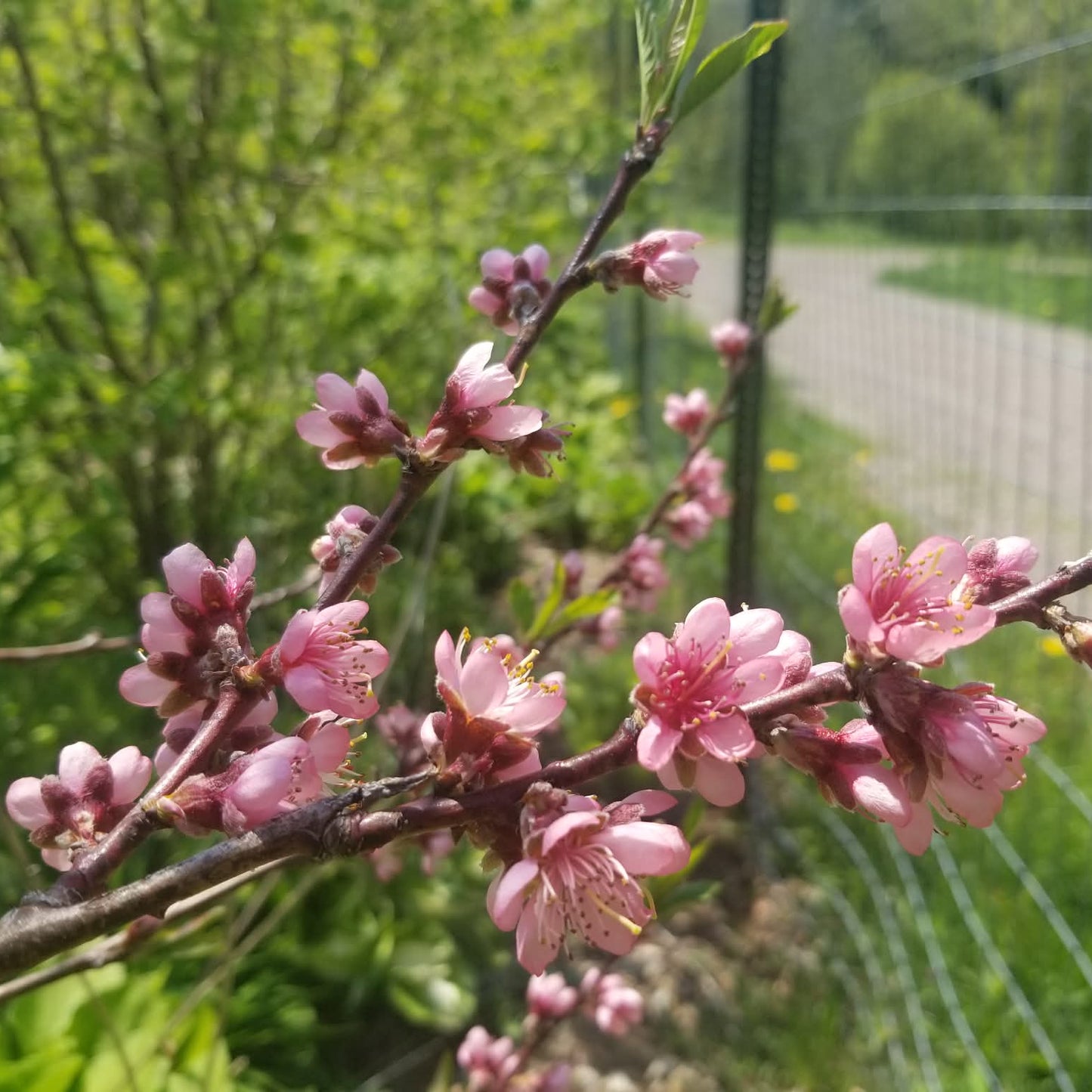 Peach tree - Reliance