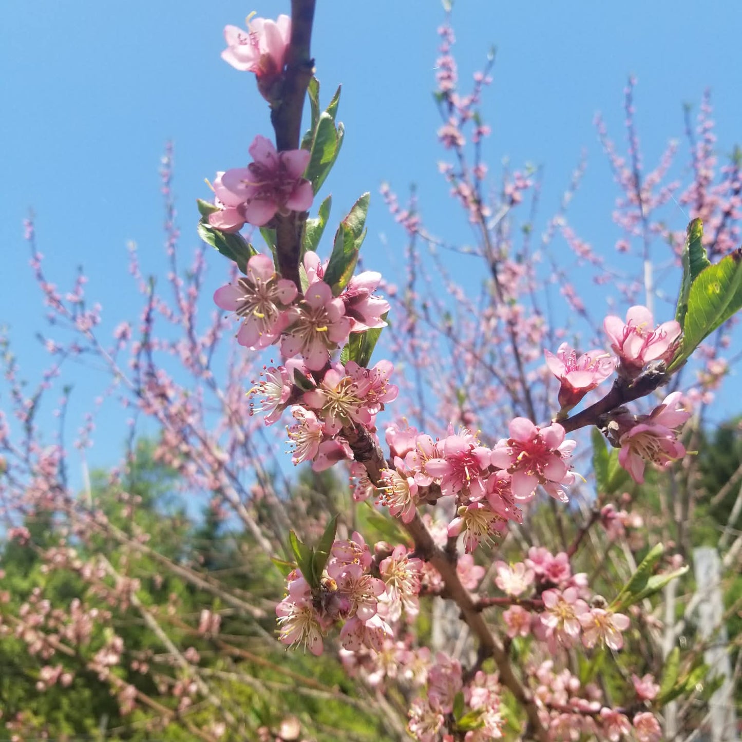 Peach tree - Reliance