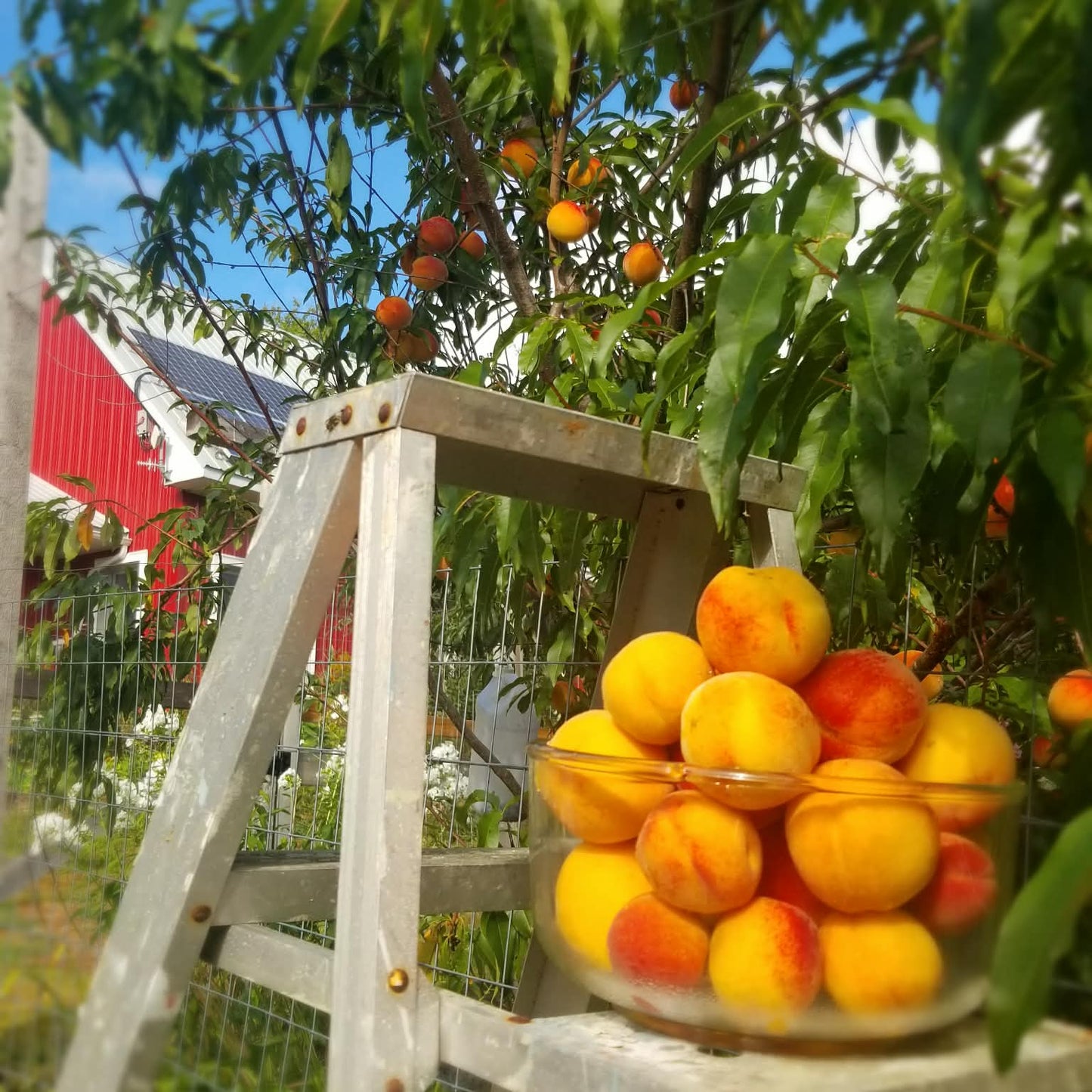 Peach tree - Reliance