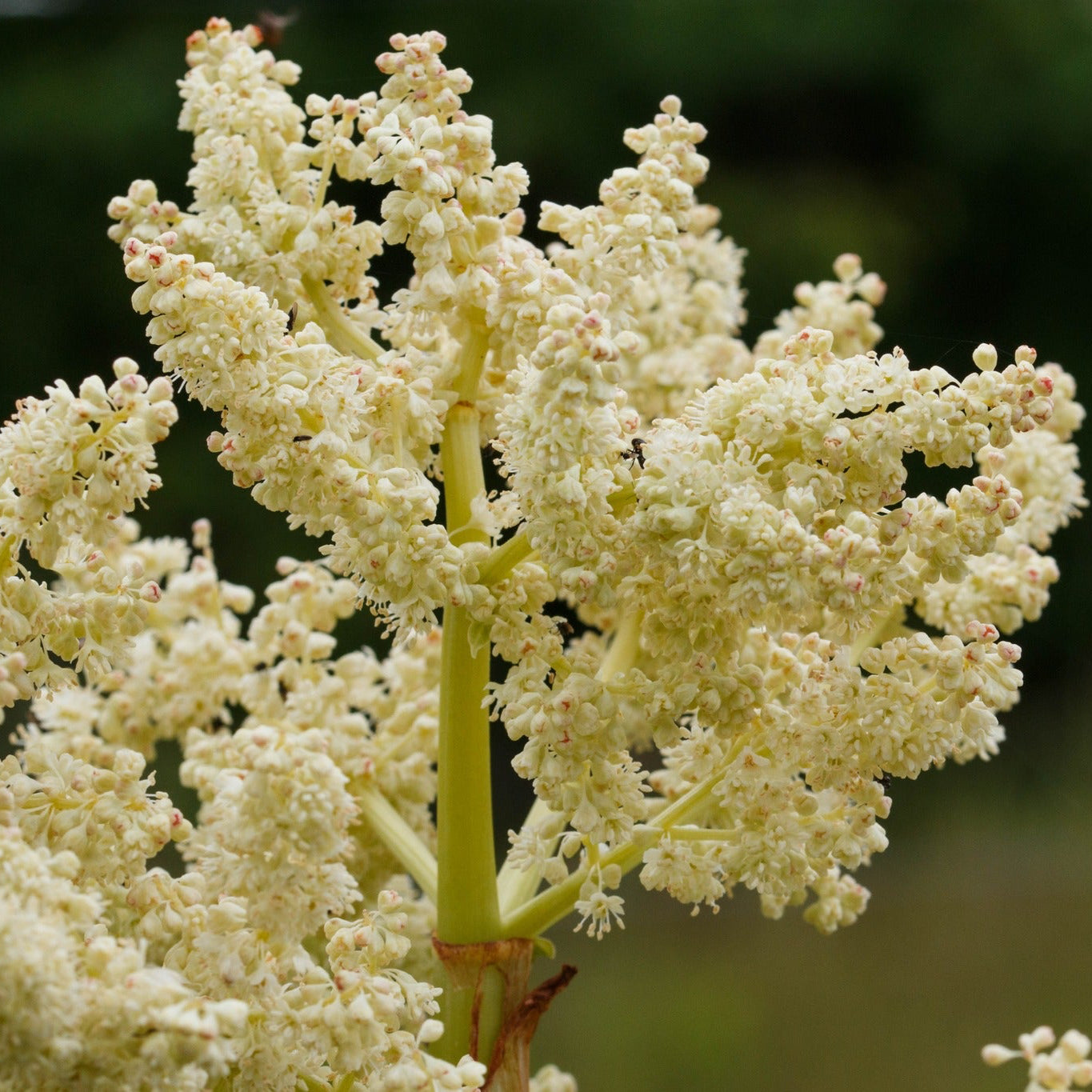 Rhubarb