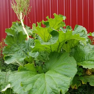 Rhubarb