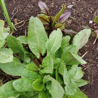 Russian garden sorrel