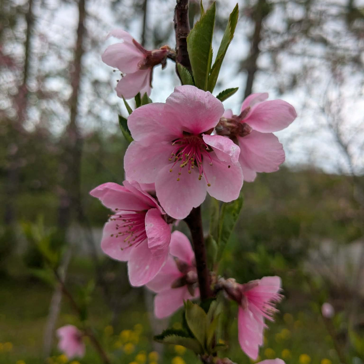 Guoche Tree Chinese peach tree – Sima's Roots and Fruits