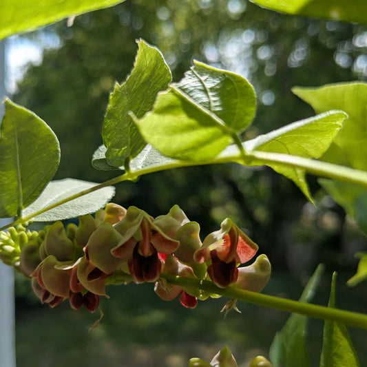 American groundnut (hopniss)