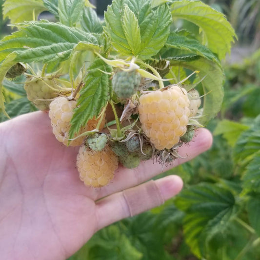 Yellow raspberries - Anne