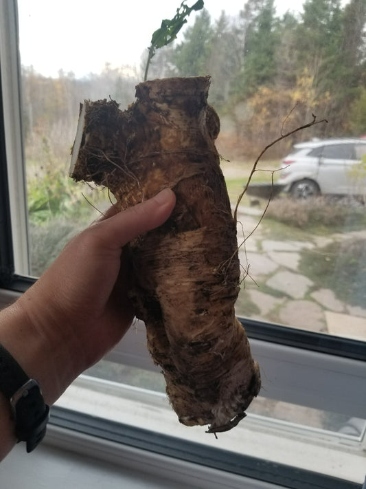 Horseradish