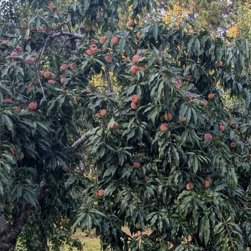 Chinese peach tree
