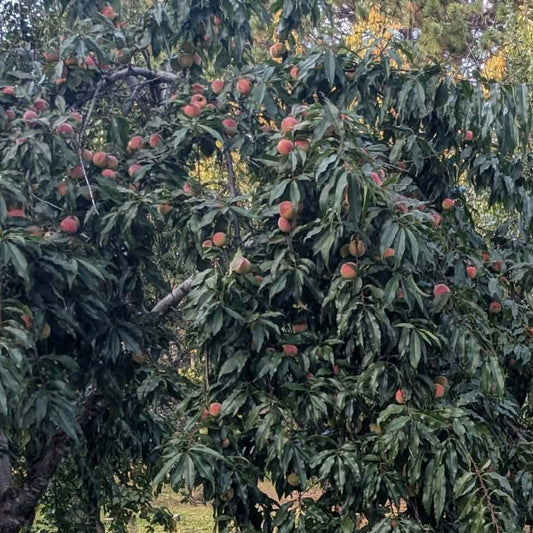 Chinese peach tree